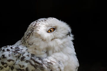 Harfang des neiges