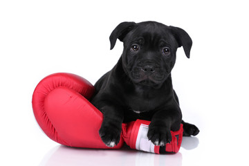 Little black puppy with boxing gloves
