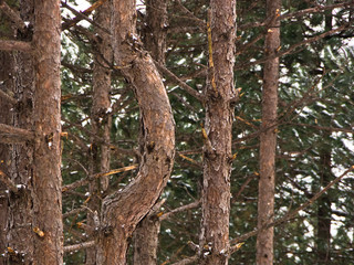 Fototapeta na wymiar Detail of pine forest at mountain Kozomor in winter, Serbia