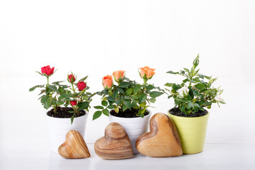 Obraz na płótnie Canvas Three miniature rose plant
