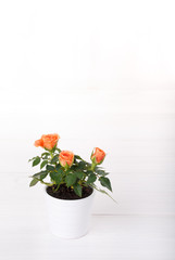Miniature rose plant