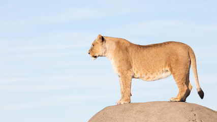 Fototapeta na wymiar Lioness watching from a rock