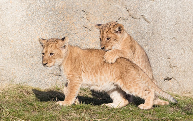 Lion cubs exploring it's surroundings