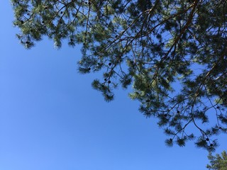 Wald, Bäume, Wiesen, Blüten im frischen grün und gelb im Mai, blauer Himmel