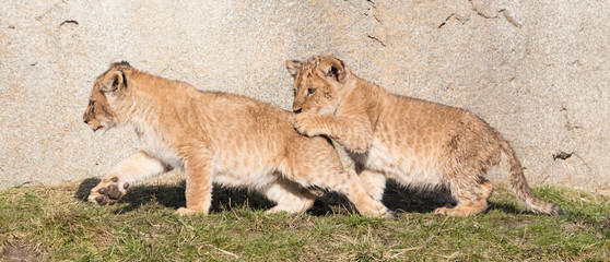 Fototapeta premium Lion cubs exploring it's surroundings