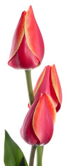 Fototapeta premium Tulips