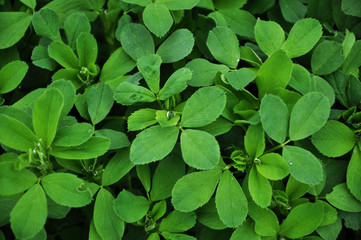 Green background and texture of shamrock alfalfa crop