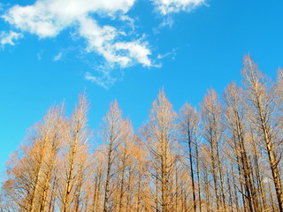 冬のメタセコイア林