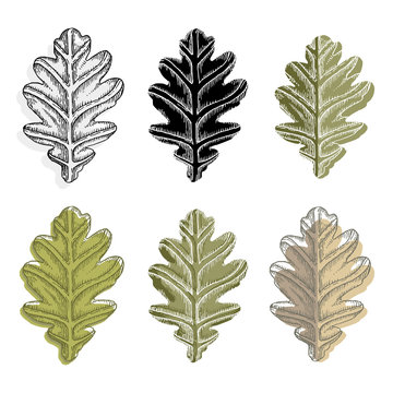 Collection of vector oak leaves isolated on white background.
