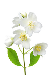 Fototapeta na wymiar beautiful jasmine flowers with leaves isolated on white