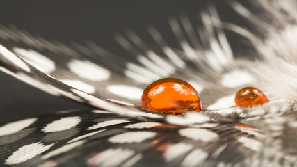 Guinea hen feather with orange water drop and dark background