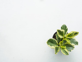 Top view fresh green plant pot of decoration on white table back