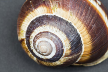 Orchard snail (Helix pomatia) - shell with dark background
