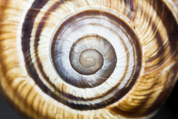Orchard snail (Helix pomatia) - shell with dark background

