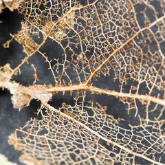 Texture with rotten leaves with fibers - filigree abstract
