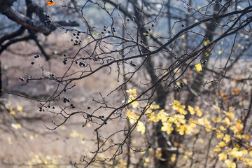 Fototapeta na wymiar Autumn colorful leaves with details 