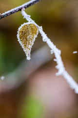 Frozen plants and leaves with details at the end of autumn
