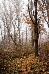 Frozen plants and leaves with details at the end of autumn
