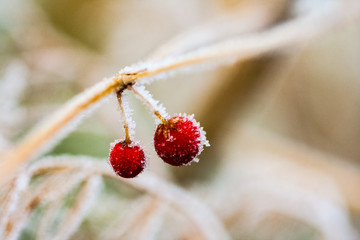 Frozen plants and leaves with details at the end of autumn
