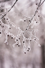 Branch with berries full of hoarfrost on natural background