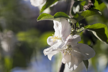 Spring blooming on apple tree branches
