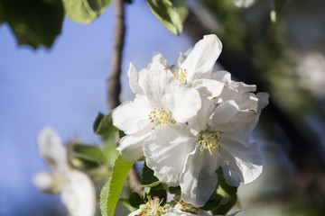 Obraz na płótnie Canvas Spring blooming on apple tree branches