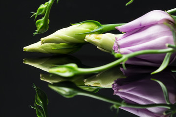 Lisianthus (Eustoma grandiflorum) - beautiful flowers and buds with reflexions and dark background
