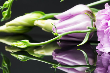 Lisianthus (Eustoma grandiflorum) - beautiful flowers and buds with reflexions and dark background

