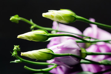 Lisianthus (Eustoma grandiflorum) - beautiful flowers and buds with reflexions and dark background
