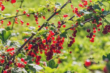 Beautiful red currant berries in sunlight.