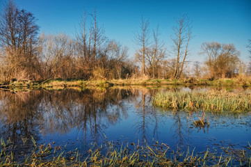Fototapeta na wymiar Marsh grass and trees on a blue water background.