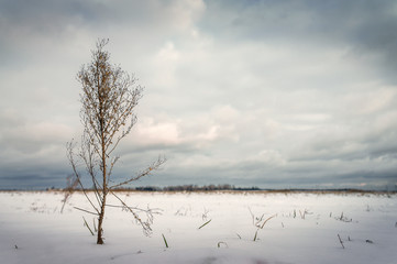 Dried bush on a background of snow-covered field.