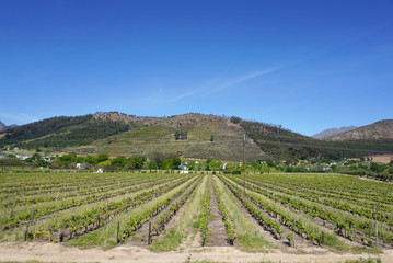 Fototapeta na wymiar Capetown Wineyard in Mountain background