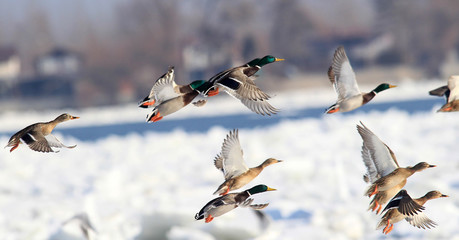 Flock of Mallard Ducks (Anas platyrhynchos) flying.A group of wild ducks flying above snow and ice covered river Danube,in Belgrade,Zemun,Serbia. 