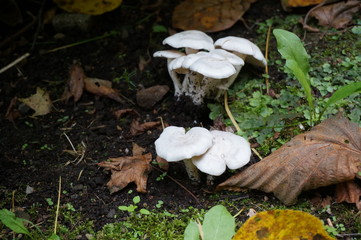 公園のキノコ６