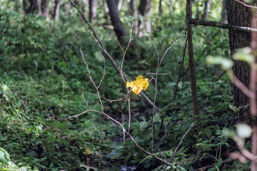 Single maple leaf. Autumn.