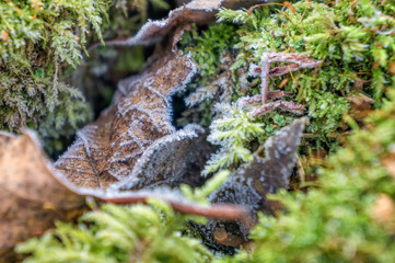 Autumn grass and leaves in the frost.