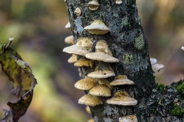 Beautiful wood mushrooms.