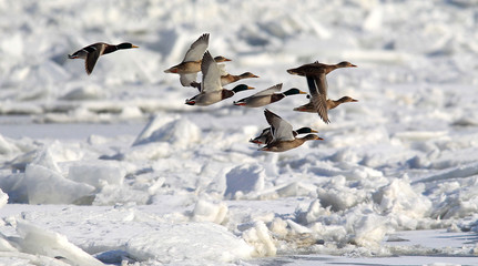 Flock of Mallard Ducks (Anas platyrhynchos) flying.A group of wild ducks flying above snow and ice covered river Danube,in Belgrade,Zemun,Serbia. 