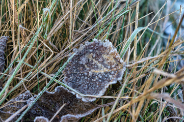 Autumn grass and leaves in the frost.