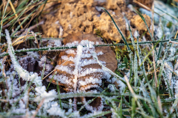 Autumn grass and leaves in the frost.
