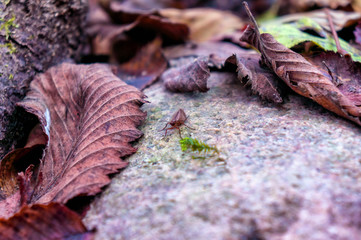 Autumn grass and leaves in the frost.