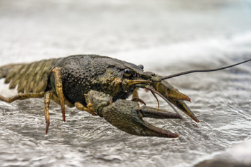 crayfish