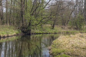 Fototapeta na wymiar Little overgrown creek with a lone tree.