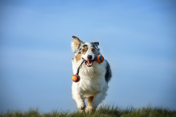 Ein Australian Shepherd im Abendlicht mit blauem Himmel, läuft über eine grüne Wiese auf den Betrachter zu mit einem Spielzeug im Maul.