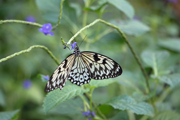 Schmetterling