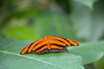 Schmetterling