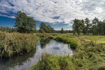 Fototapeta premium Little beautiful forest river.