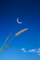 Beautiful grass lean by the wind with the moon