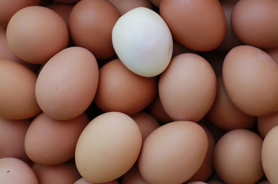 egg